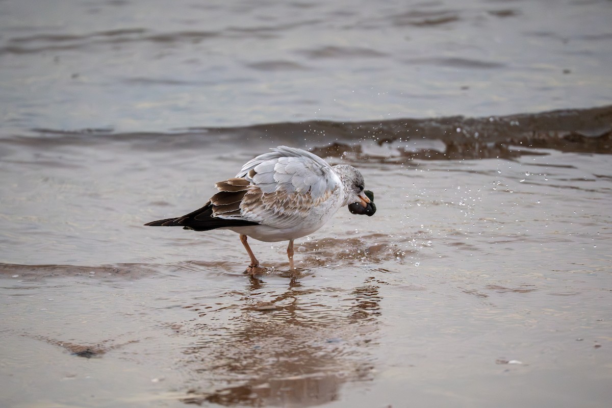Ring-billed Gull - ML647587282