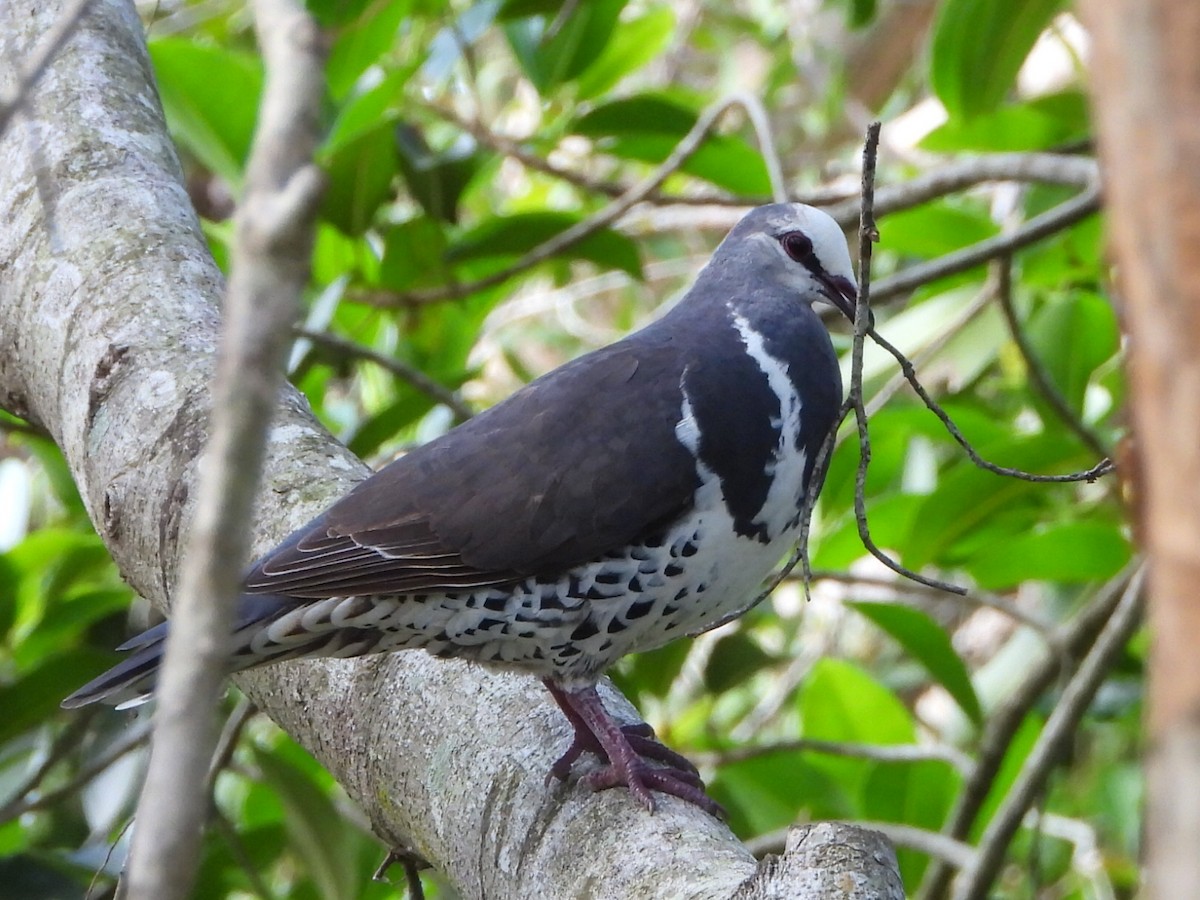 Wonga Pigeon - ML647587283