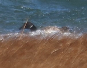 黑雁 - ML647587284