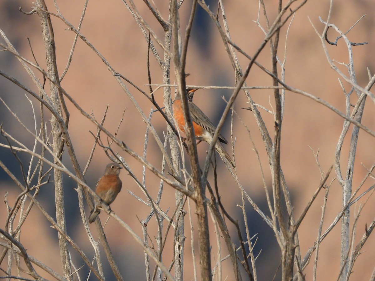 American Robin - ML647587285