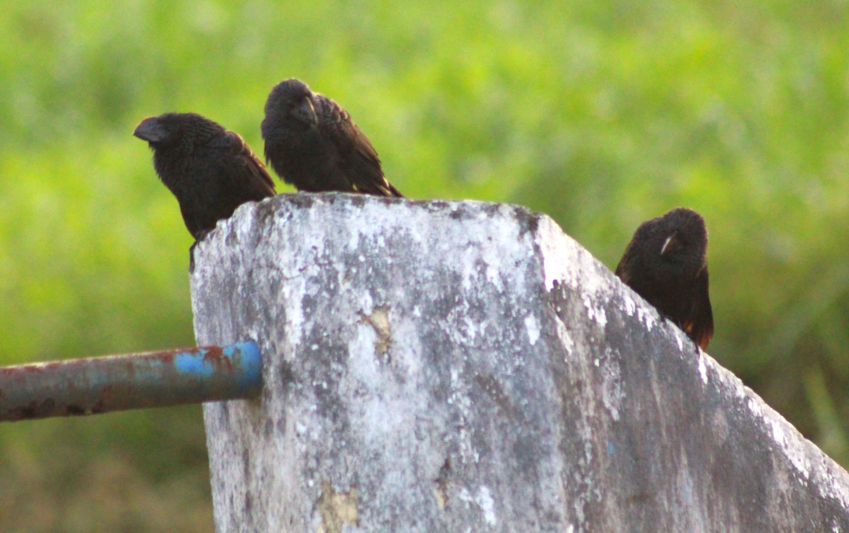 Smooth-billed Ani - ML647587286