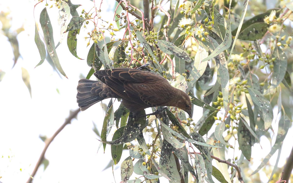 Red-winged Blackbird (Mexican Bicolored) - ML647587287