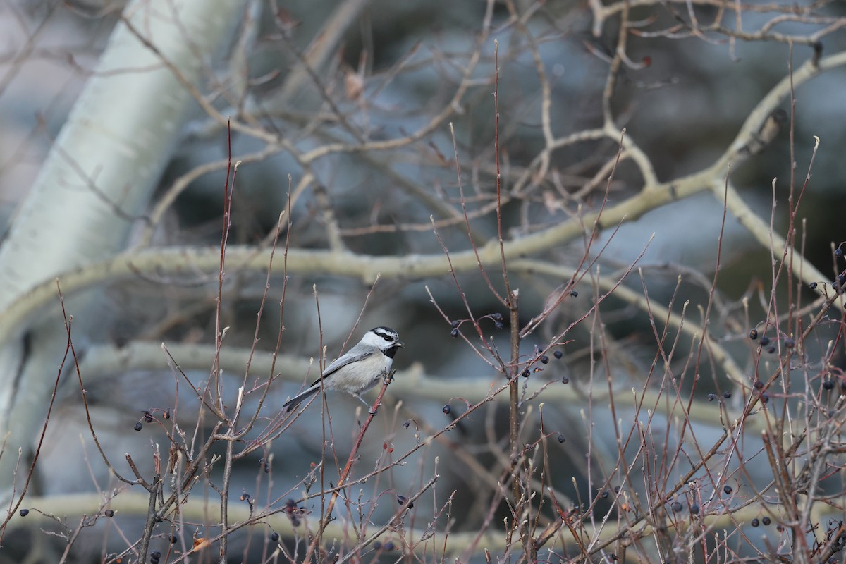 Mountain Chickadee - ML647587288