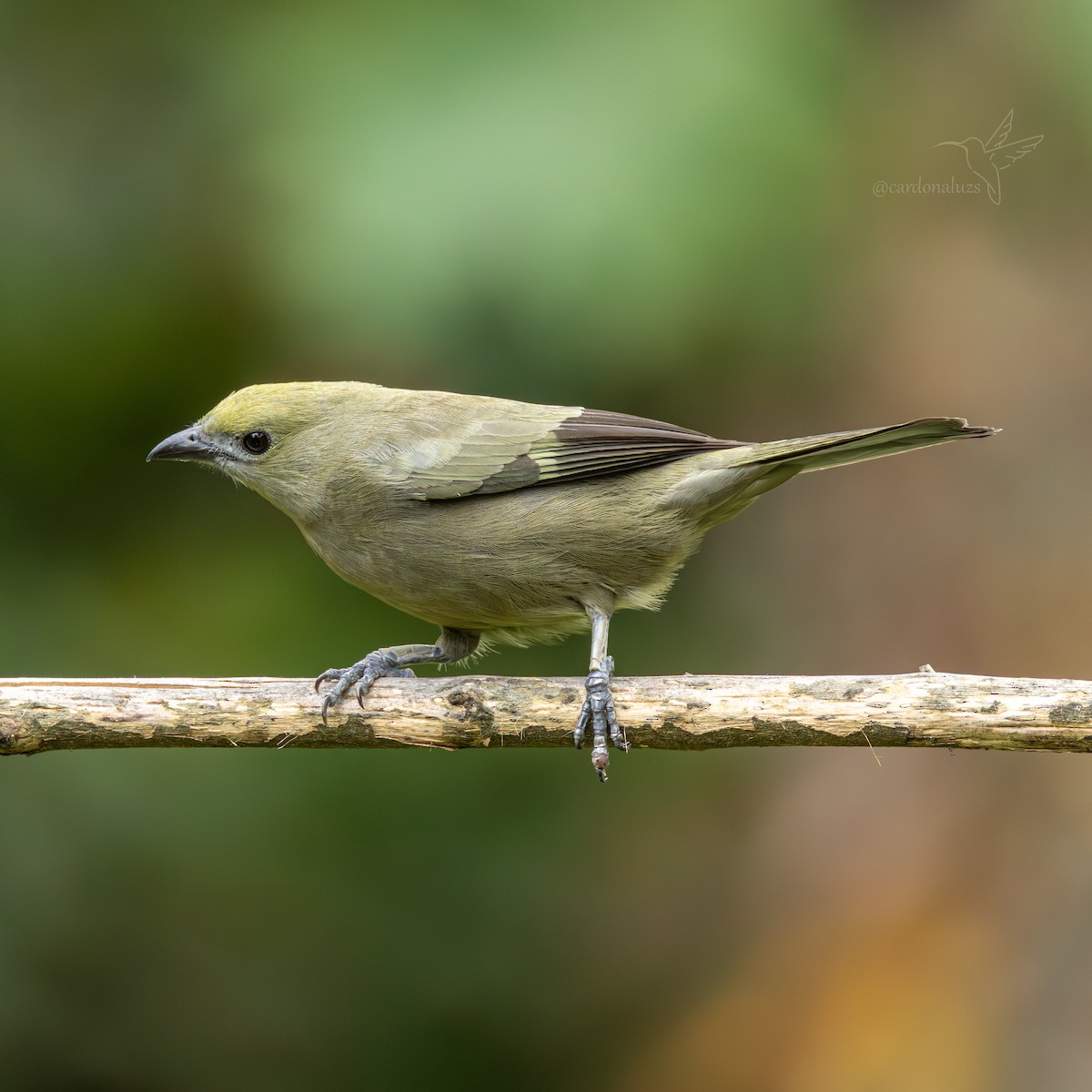 Palm Tanager - ML647587289
