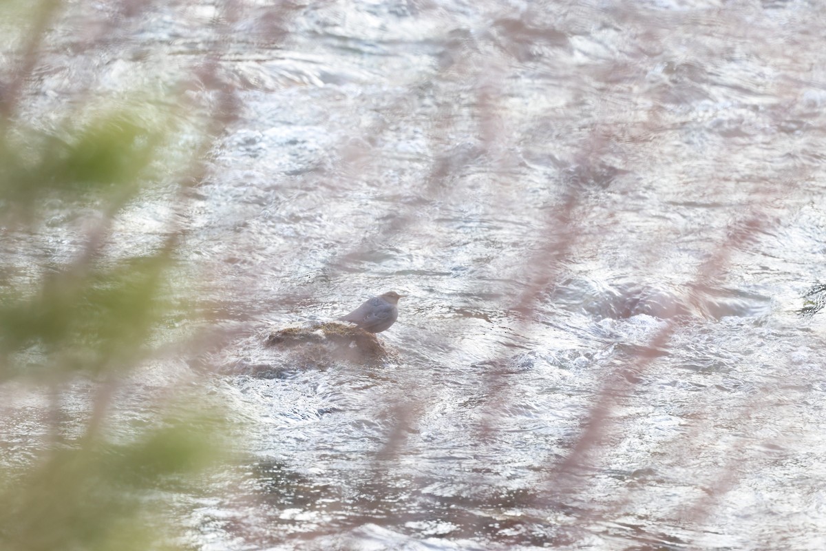 American Dipper - ML647587290