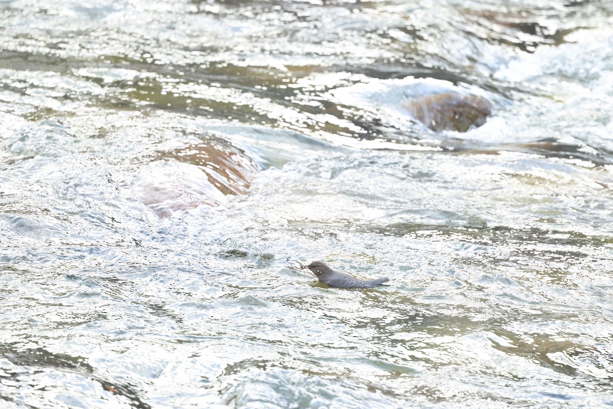 American Dipper - ML647587291