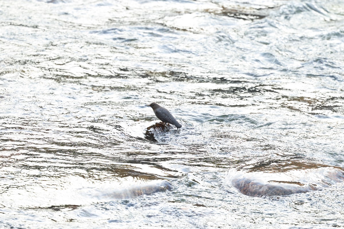 American Dipper - ML647587292