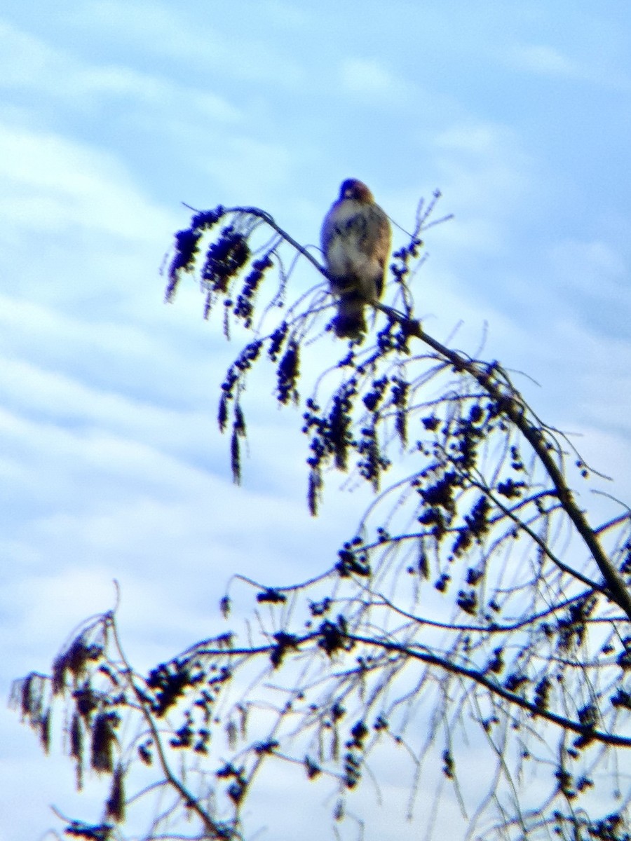 Red-tailed Hawk - ML647587294