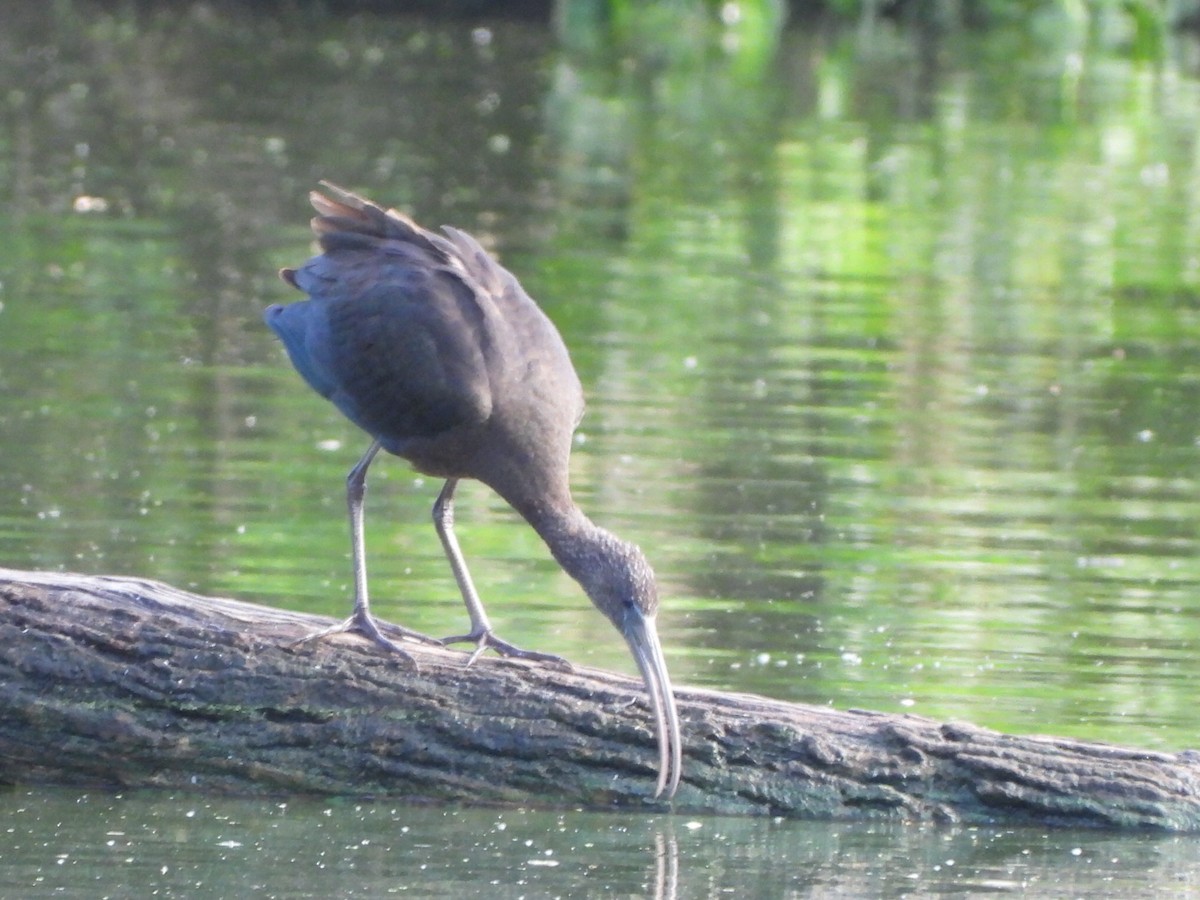 彩䴉 - ML647587295