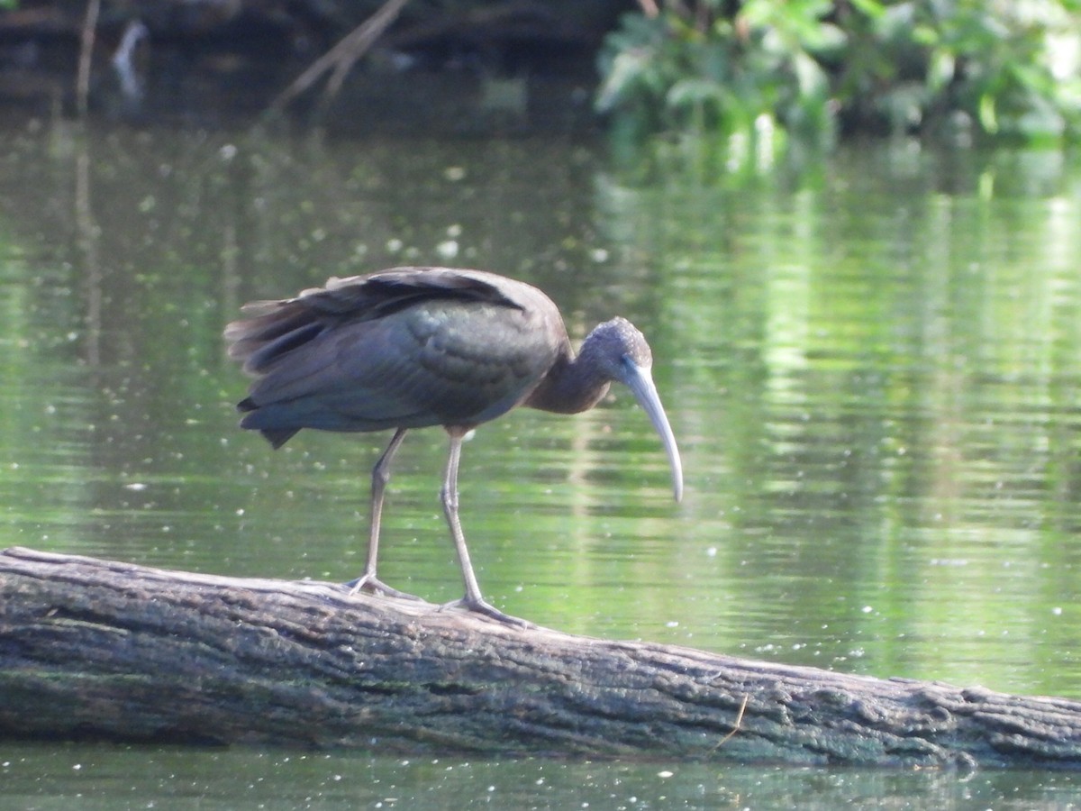 彩䴉 - ML647587296