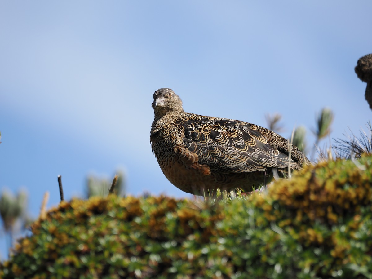 Rufous-bellied Seedsnipe - ML647587297