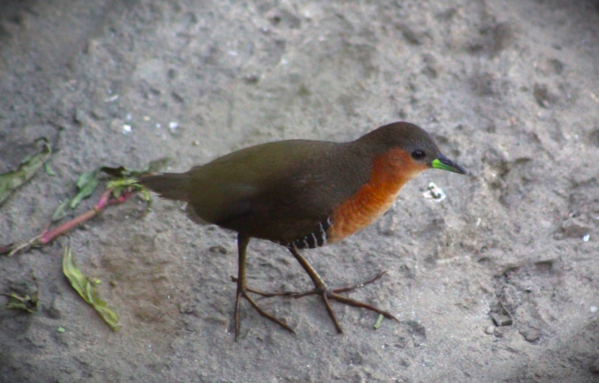 Rufous-sided Crake - ML647587299