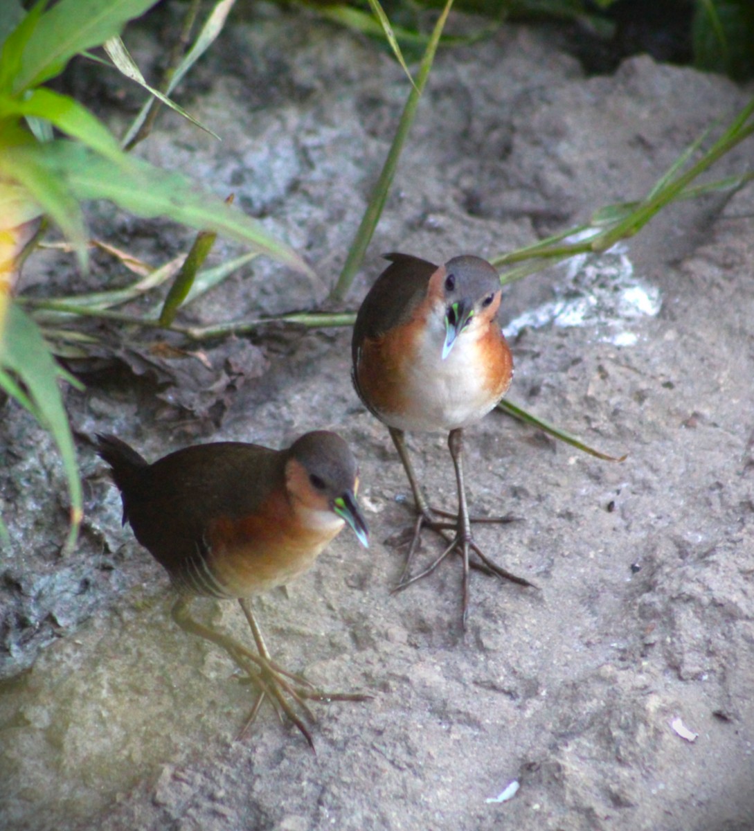 Rufous-sided Crake - ML647587300