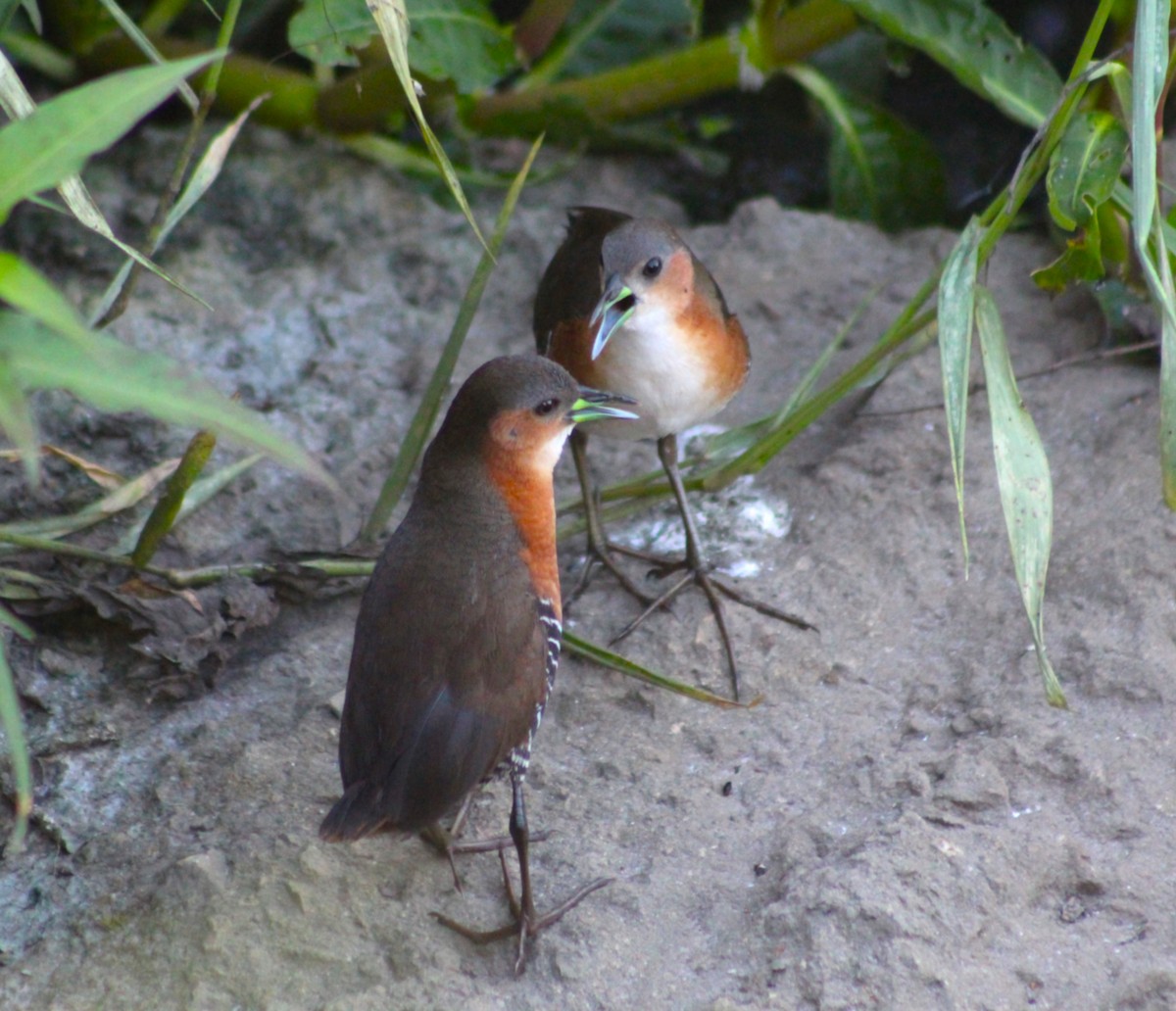 Rufous-sided Crake - ML647587301
