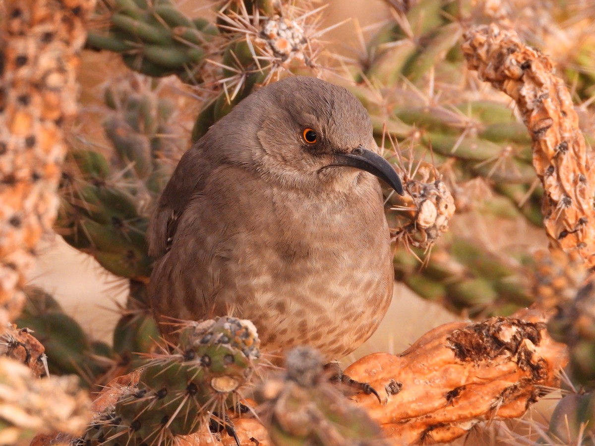 Curve-billed Thrasher - ML647587302