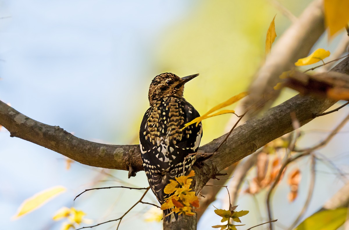 Yellow-bellied Sapsucker - ML647587303