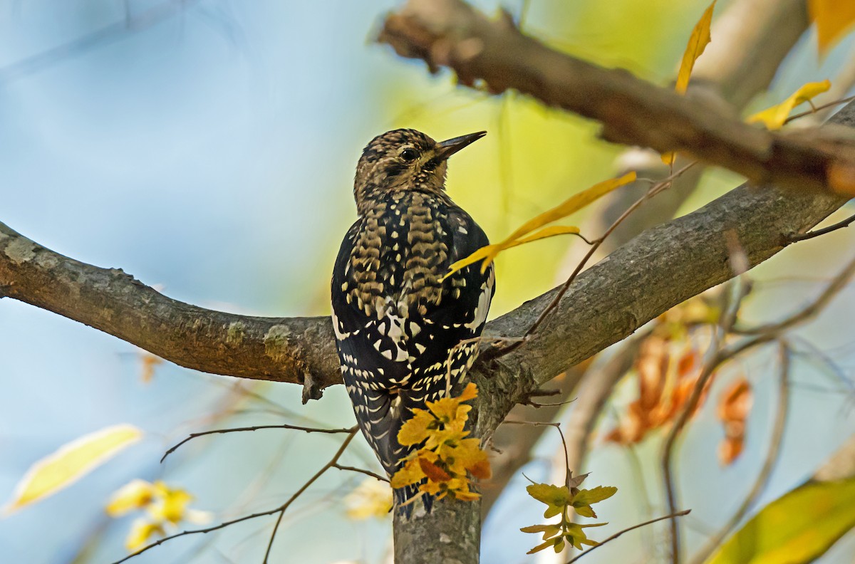 Yellow-bellied Sapsucker - ML647587304