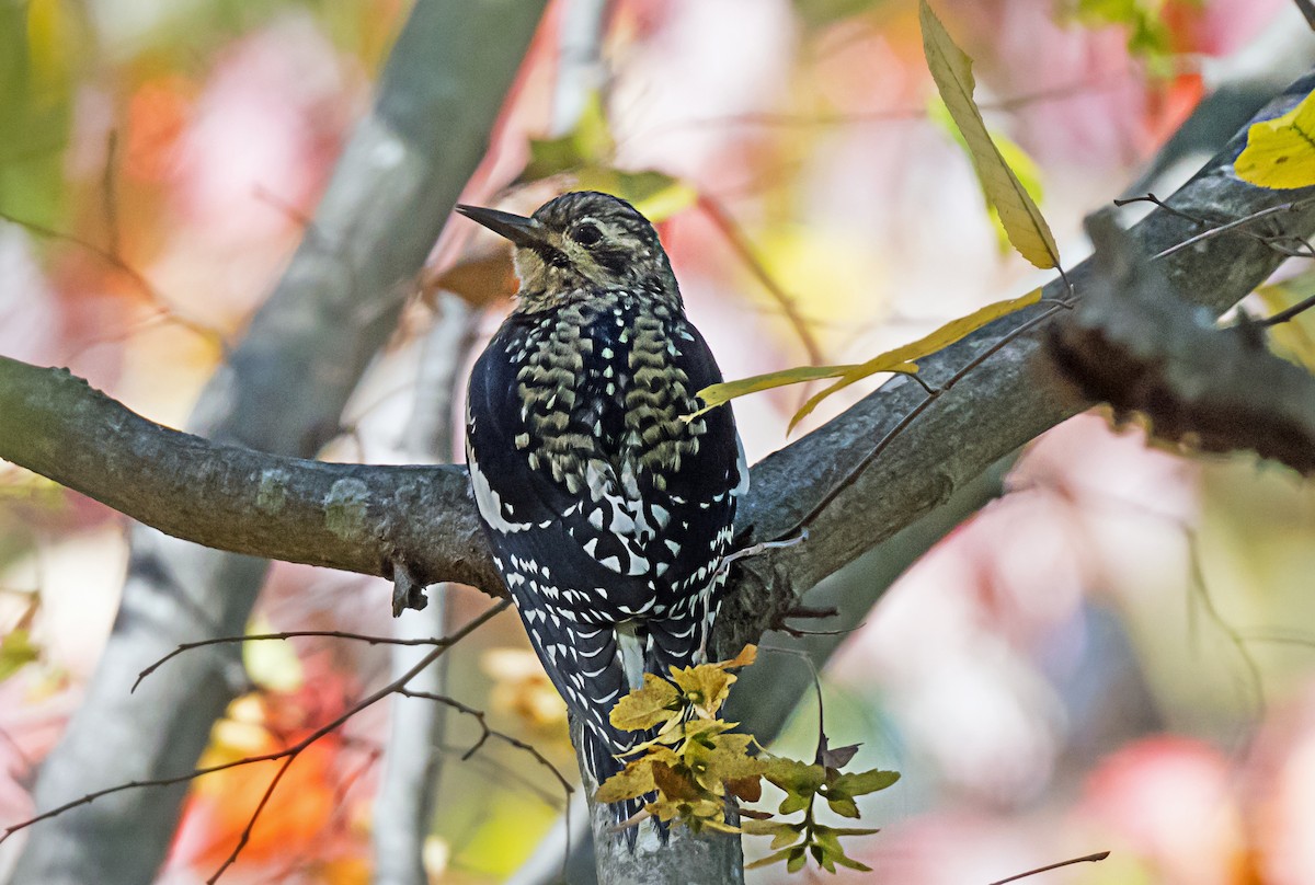 Yellow-bellied Sapsucker - ML647587305