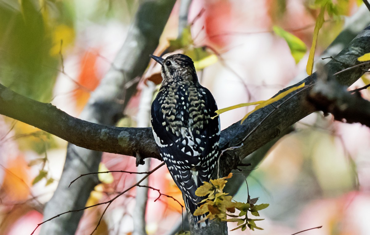 Yellow-bellied Sapsucker - ML647587306