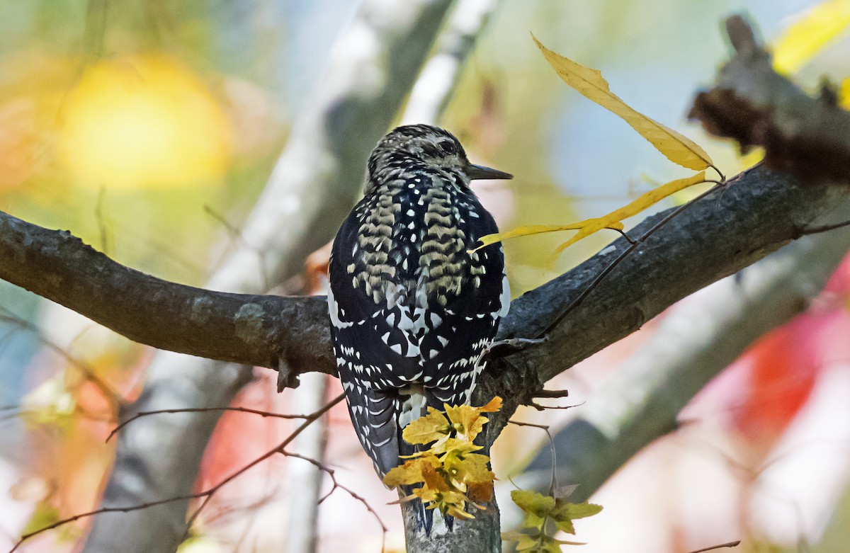 Yellow-bellied Sapsucker - ML647587307