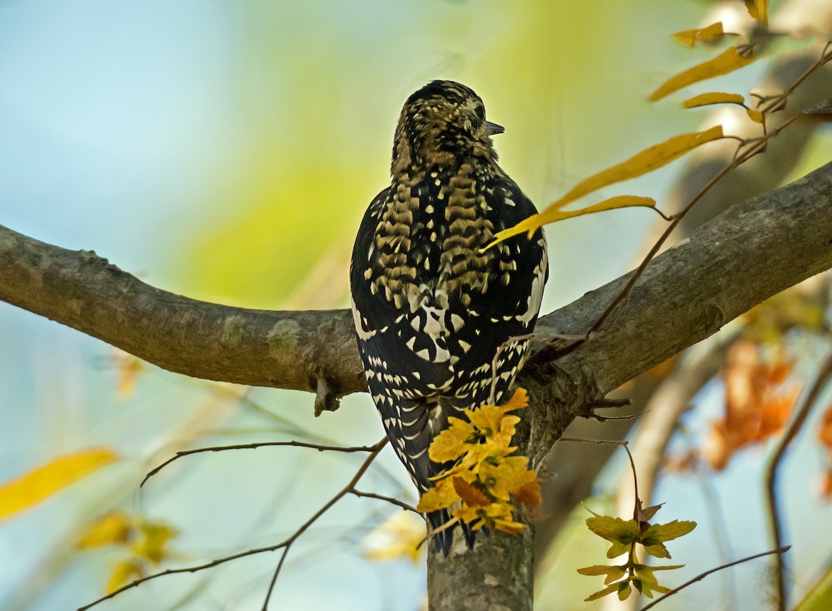 Yellow-bellied Sapsucker - ML647587308