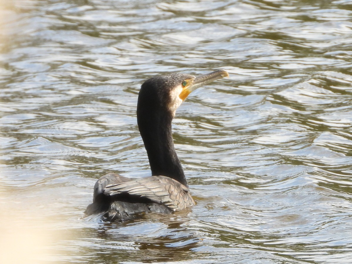 kormorán velký - ML647587312