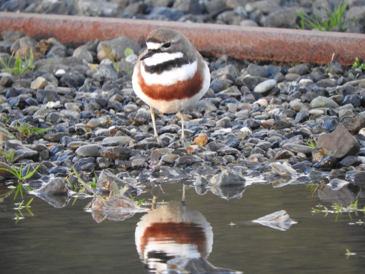 Double-banded Plover - ML647587321