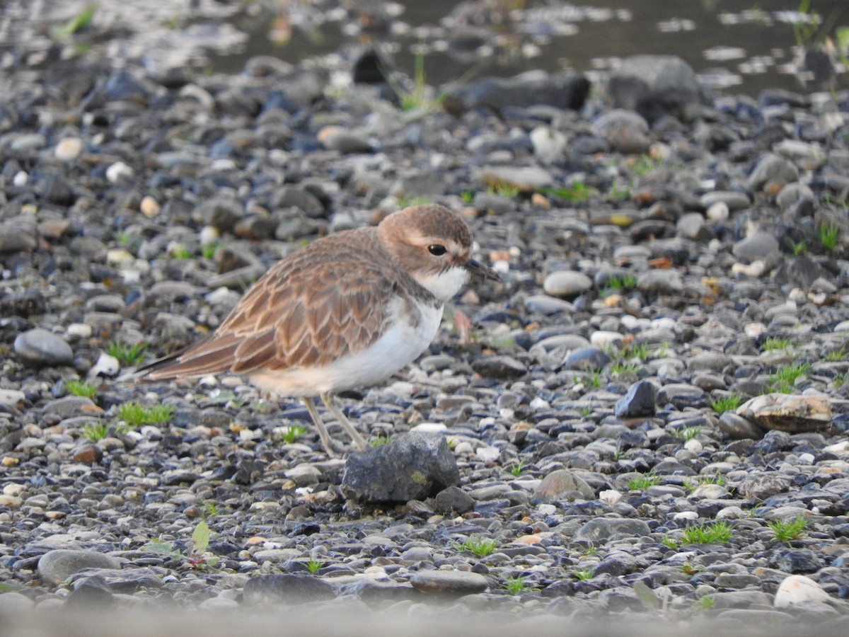 Double-banded Plover - ML647587328