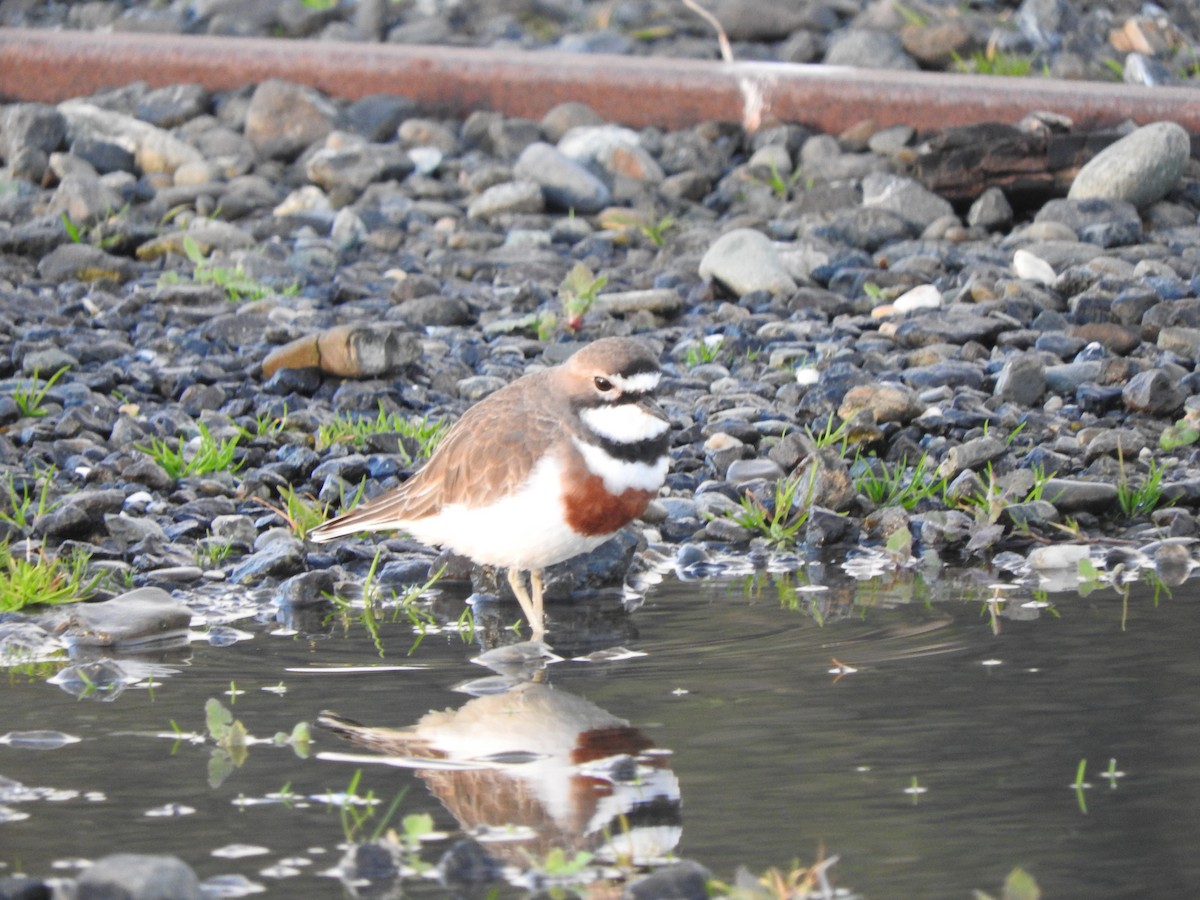 Double-banded Plover - ML647587332
