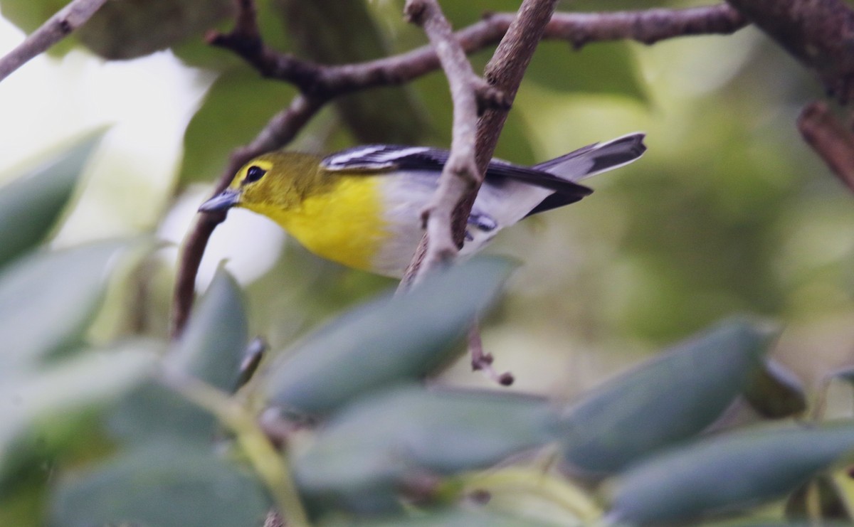 ויראו צהוב-גרון - ML647587339