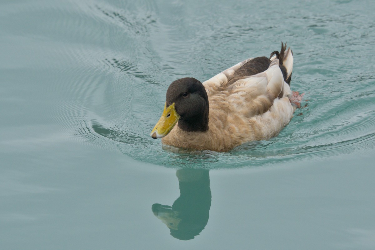 Mallard (Domestic type) - ML647587366