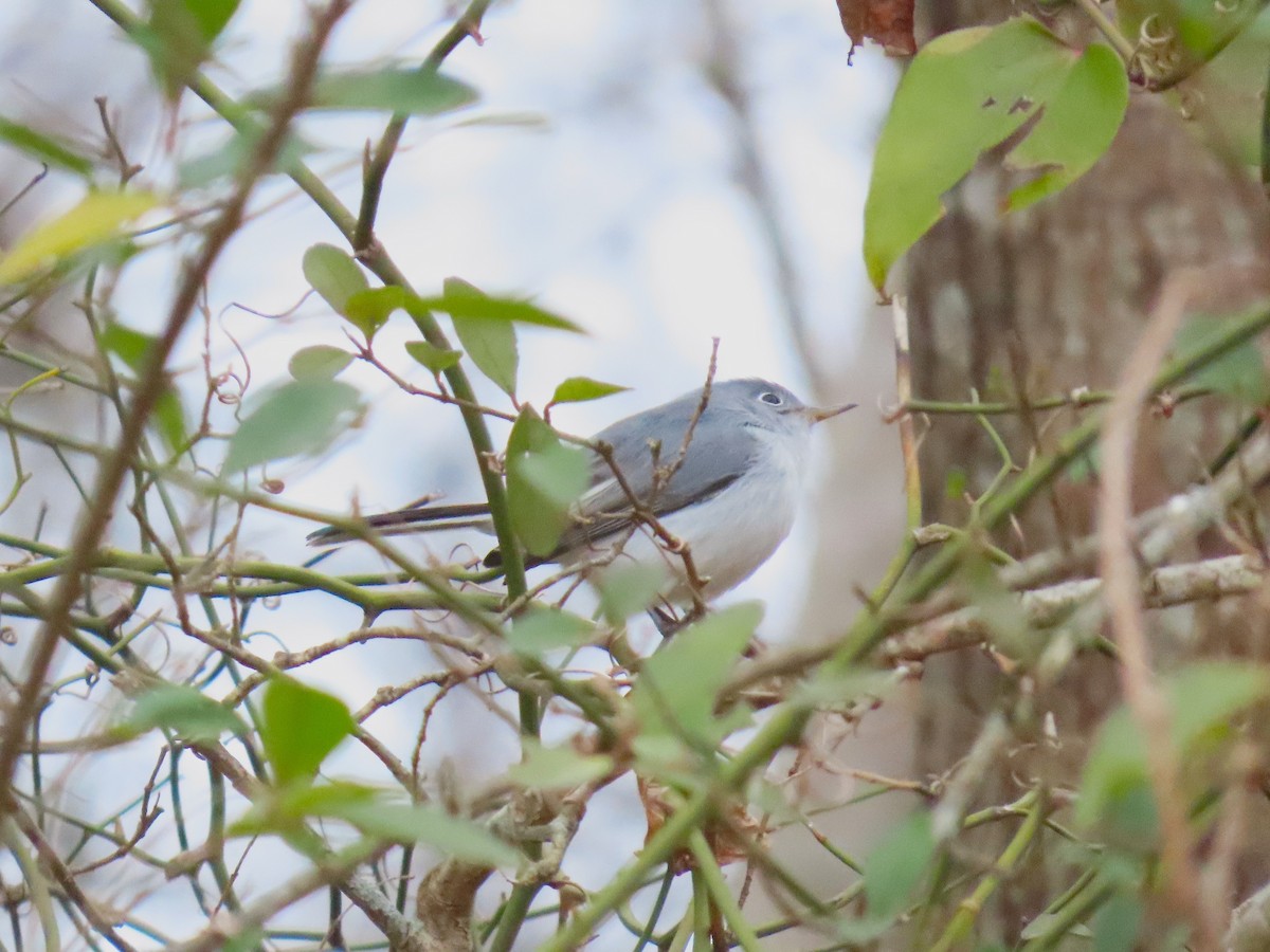 Комароловка сиза - ML647587367