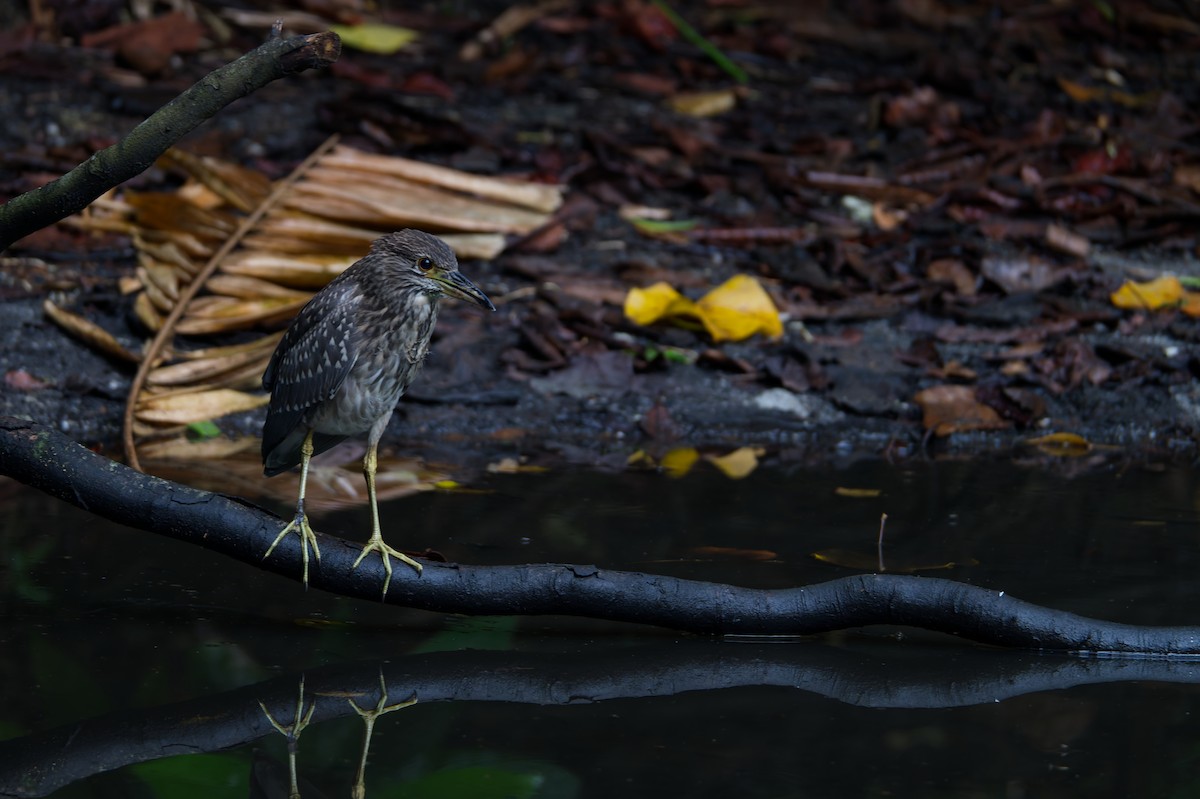 Black-crowned Night Heron - ML647587376