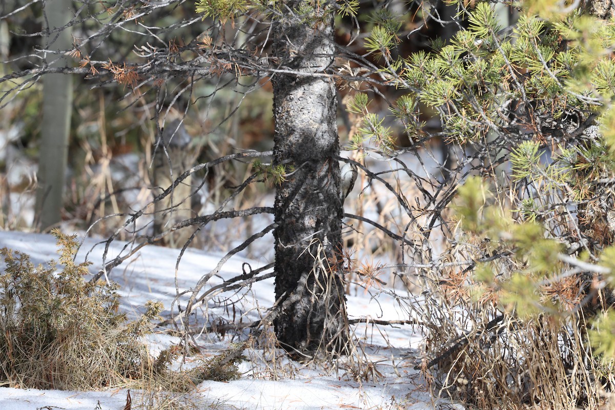 Brown Creeper - ML647587383