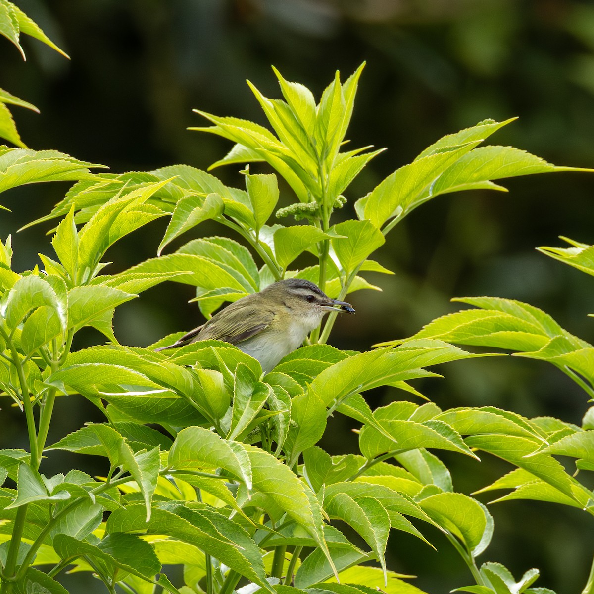 Красноглазый виреон - ML647587398