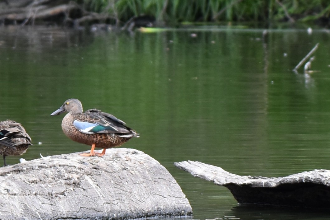 Ahate mokozabal australiarra - ML647587418