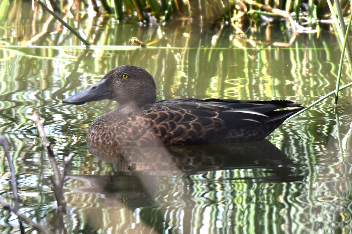 Ahate mokozabal australiarra - ML647587420