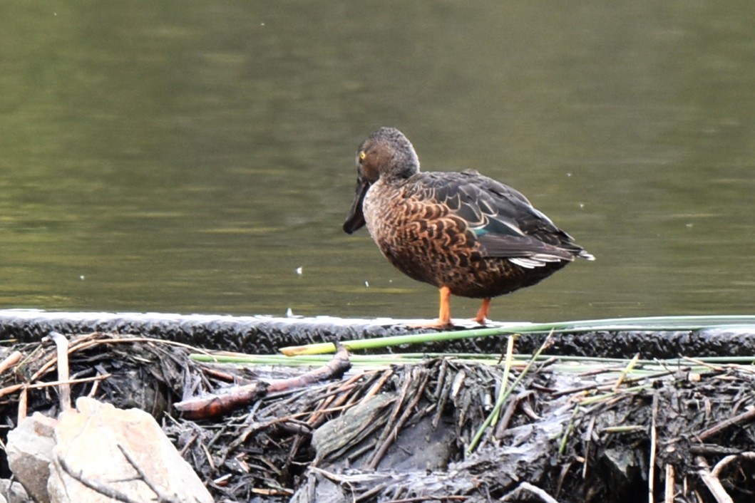 Ahate mokozabal australiarra - ML647587421