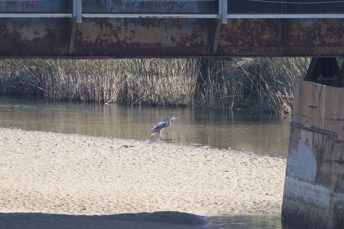 Great Blue Heron - ML647587424