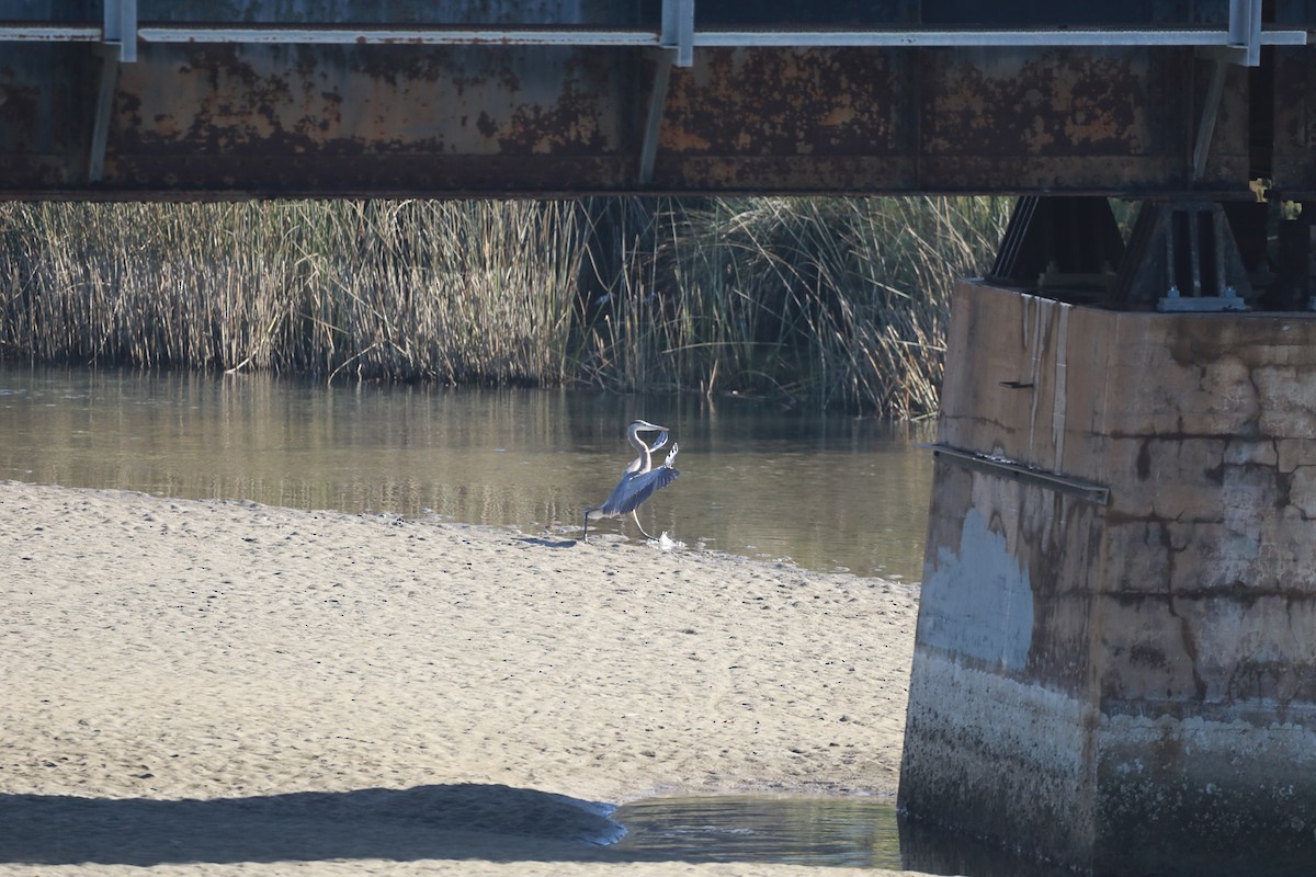 Great Blue Heron - ML647587427