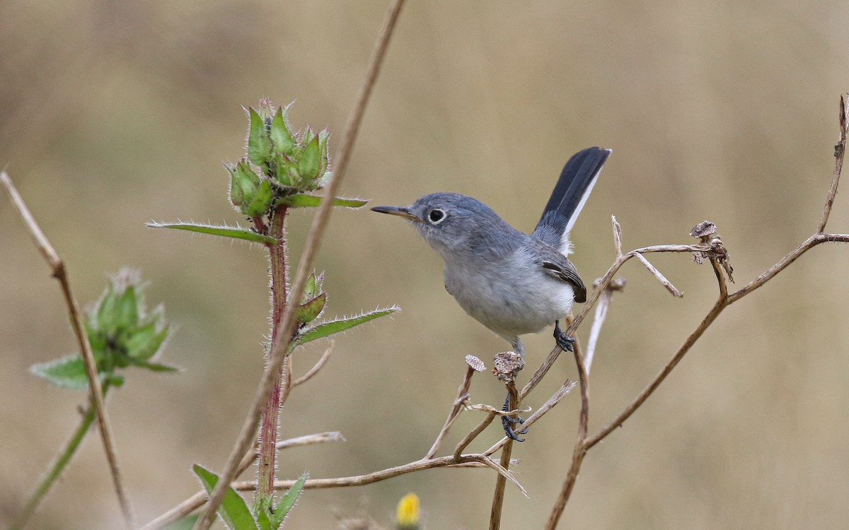 Комароловка сиза [група obscura] - ML647587431