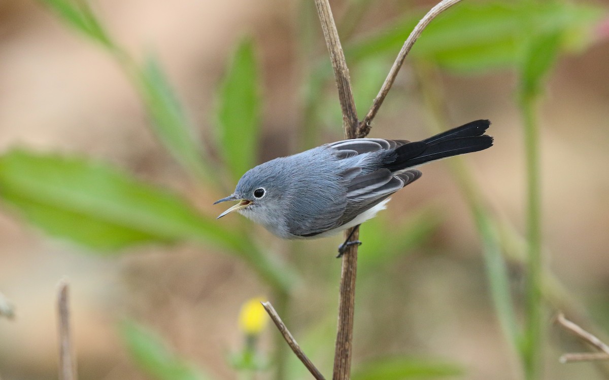 Комароловка сиза [група obscura] - ML647587432