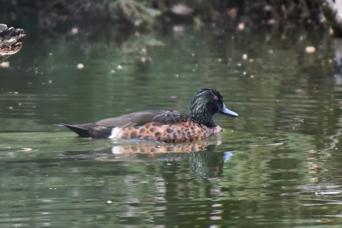Chestnut Teal - ML647587476