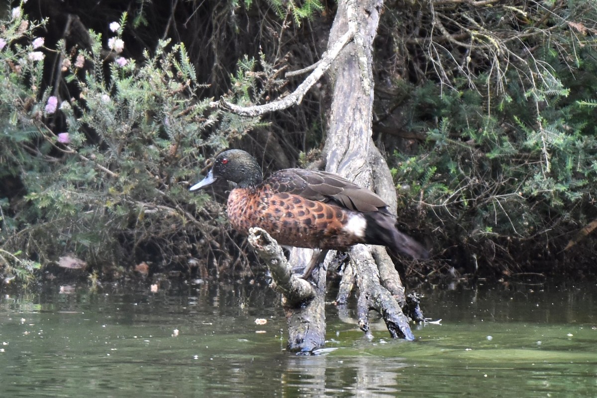 Chestnut Teal - ML647587477