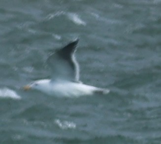 racek mořský - ML647587478