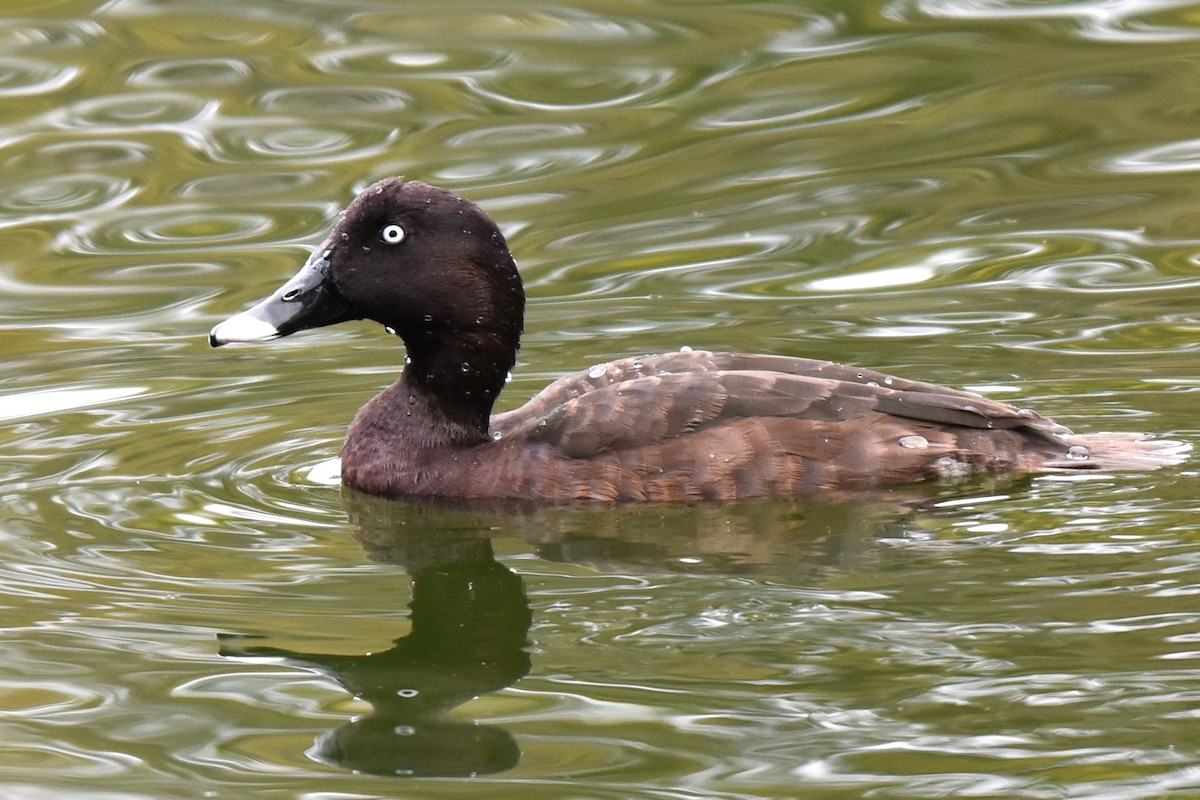 Hardhead - ML647587487