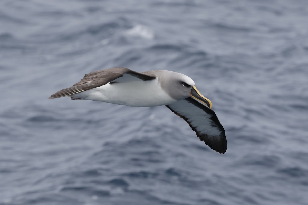 Buller's Albatross - ML647587489