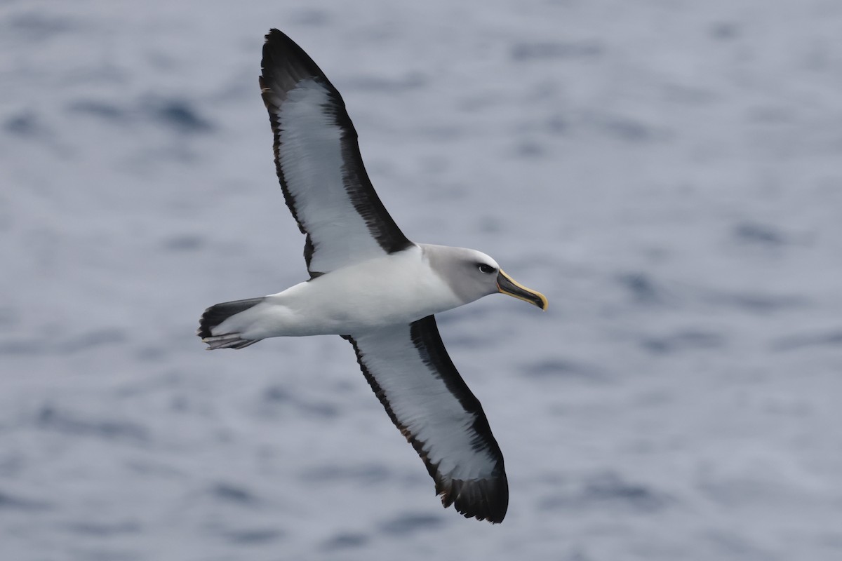 Buller's Albatross - ML647587490