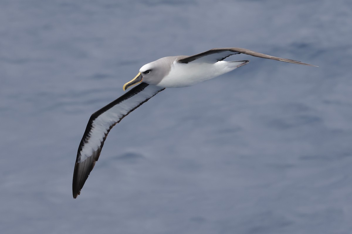 Buller's Albatross - ML647587491