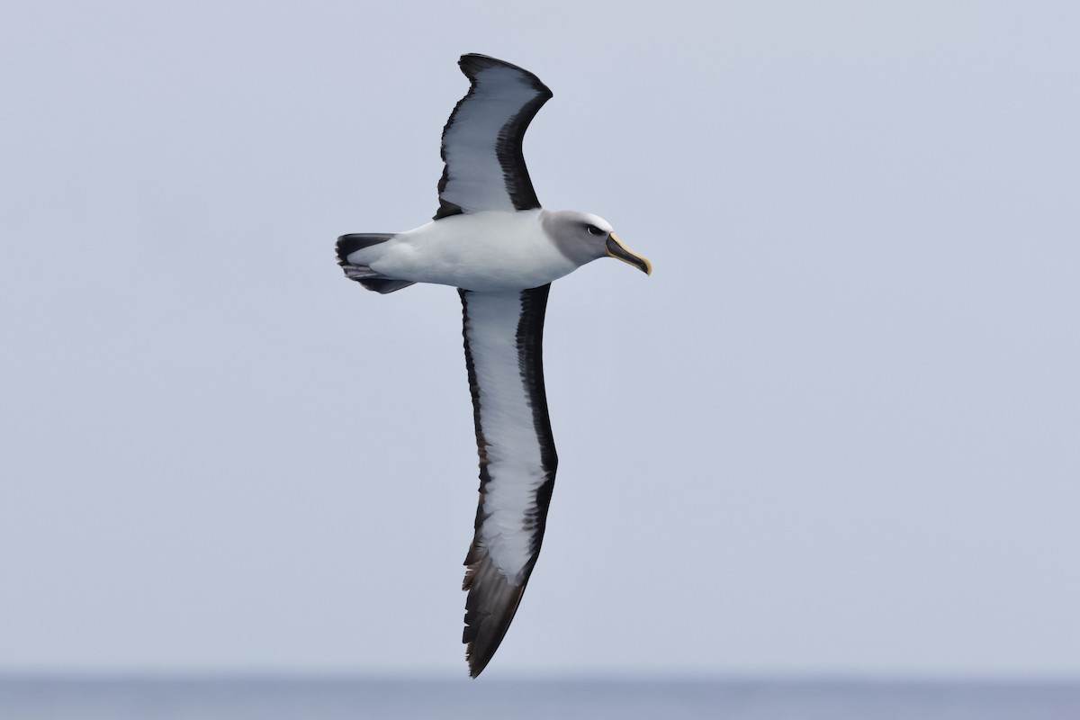 Альбатрос Бюлера - ML647587492